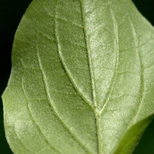 Photographie n°31946 du taxon Cornus sanguinea L.