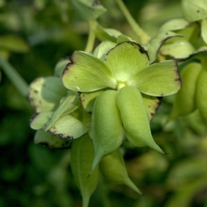 Photographie n°31950 du taxon Helleborus foetidus L. [1753]