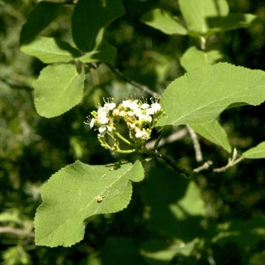 Photographie n°31952 du taxon Viburnum lantana L. [1753]