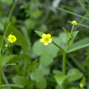 Photographie n°31955 du taxon Ranunculus ophioglossifolius Vill. [1789]