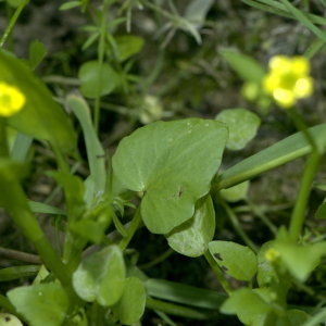 Photographie n°31958 du taxon Ranunculus ophioglossifolius Vill. [1789]