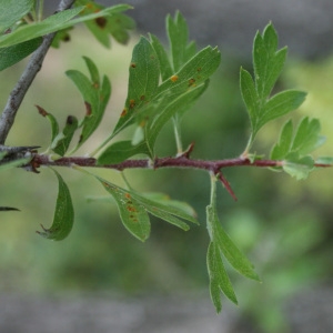 Photographie n°31976 du taxon Crataegus monogyna Jacq. [1775]