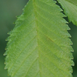 Photographie n°31991 du taxon Ulmus minor Mill. [1768]