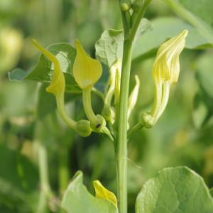 Photographie n°32004 du taxon Aristolochia clematitis L. [1753]