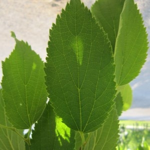 Photographie n°32020 du taxon Celtis australis L. [1753]