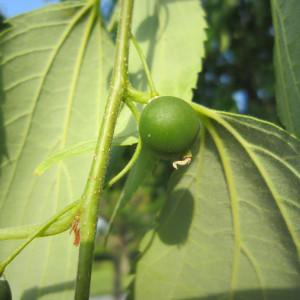 Photographie n°32025 du taxon Celtis australis L. [1753]