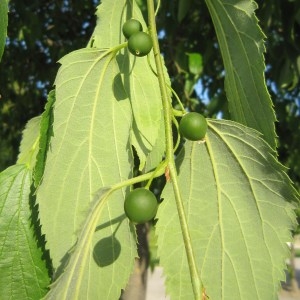 Photographie n°32027 du taxon Celtis australis L. [1753]