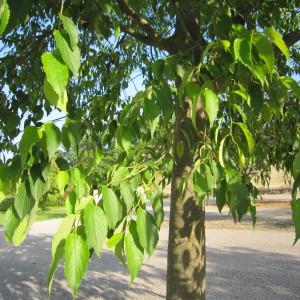 Photographie n°32031 du taxon Celtis australis L. [1753]