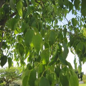 Photographie n°32032 du taxon Celtis australis L. [1753]