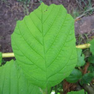 Photographie n°32036 du taxon Corylus avellana L.