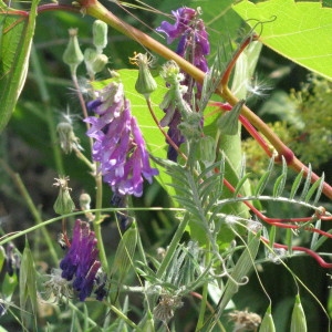  - Vicia villosa subsp. eriocarpa (Hausskn.) P.W.Ball [1968]