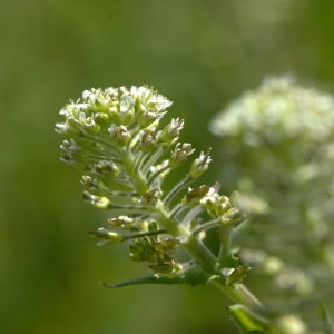 Photographie n°32144 du taxon Lepidium campestre (L.) R.Br. [1812]