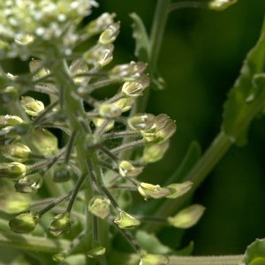 Photographie n°32145 du taxon Lepidium campestre (L.) R.Br. [1812]