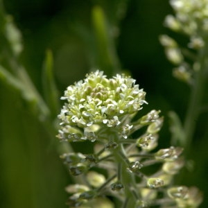 Photographie n°32146 du taxon Lepidium campestre (L.) R.Br. [1812]