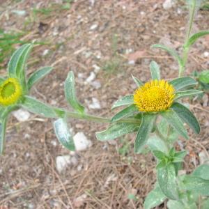 Photographie n°32149 du taxon Pallenis spinosa (L.) Cass. [1825]