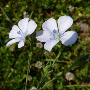 Photographie n°32166 du taxon Linum bienne Mill. [1768]