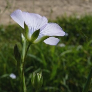 Photographie n°32167 du taxon Linum bienne Mill. [1768]