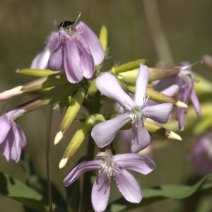 Photographie n°32170 du taxon Saponaria officinalis L. [1753]