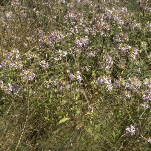 Photographie n°32172 du taxon Saponaria officinalis L. [1753]