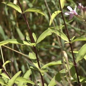 Photographie n°32174 du taxon Saponaria officinalis L. [1753]