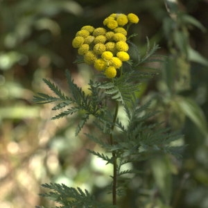 Photographie n°32175 du taxon Tanacetum vulgare L. [1753]