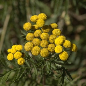 Photographie n°32178 du taxon Tanacetum vulgare L. [1753]