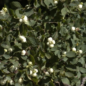 Photographie n°32182 du taxon Symphoricarpos albus (L.) S.F.Blake [1914]