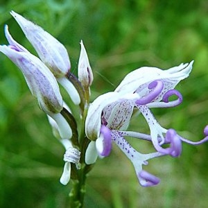 Photographie n°32191 du taxon Orchis simia Lam. [1779]