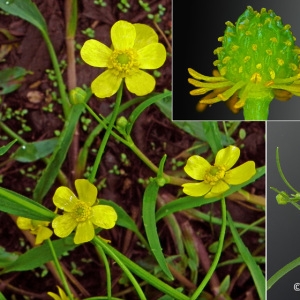 Photographie n°32194 du taxon Ranunculus flammula L. [1753]