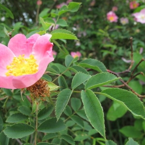  - Rosa trachyphylla Rau [1816]