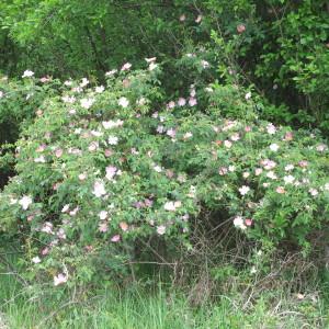 Photographie n°32200 du taxon Rosa trachyphylla Rau [1816]