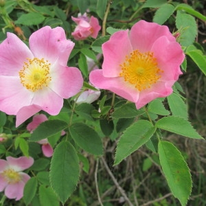 Rosa flexuosa Rau (Églantier de Jundzill)
