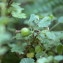  Jean-Pascal Milcent - Ribes uva-crispa L. [1753]