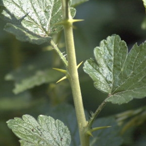 Photographie n°32208 du taxon Ribes uva-crispa L. [1753]