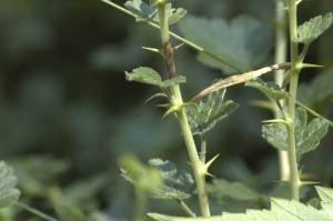 Jean-Pascal Milcent, le 20 juillet 2010 (Luc (Château de Luc))