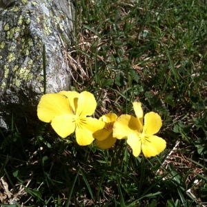 Photographie n°32219 du taxon Viola calcarata subsp. calcarata