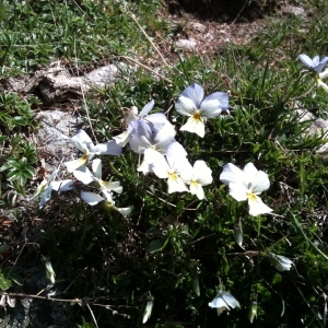 Viola calcarata var. rosularis Rouy & Foucaud (Pensée des Alpes)