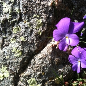  - Viola calcarata subsp. calcarata