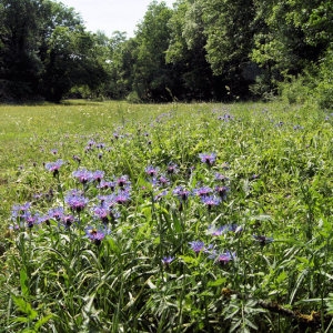 Photographie n°32223 du taxon Cyanus semidecurrens (Jord.) Holub