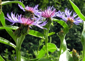 liliane Pessotto, le 10 mai 2011 (Saint-Antonin-Noble-Val (Combe longue))