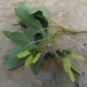 Photographie n°32231 du taxon Acer monspessulanum L.