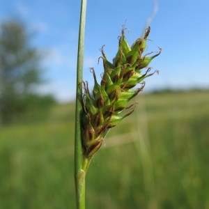 Photographie n°32249 du taxon Carex distans L. [1759]