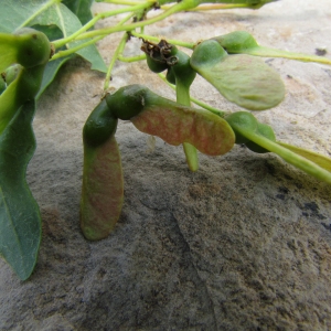 Photographie n°32252 du taxon Acer monspessulanum L.