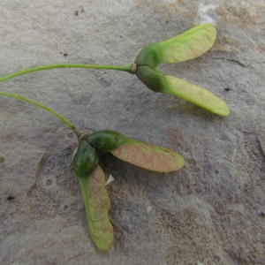 Photographie n°32253 du taxon Acer monspessulanum L.