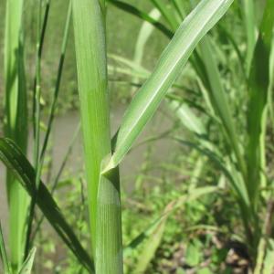 Photographie n°32268 du taxon Sorghum halepense (L.) Pers. [1805]