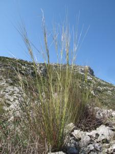 Marie  Portas, le  6 mai 2011 (Eyguières (Les Alpilles))