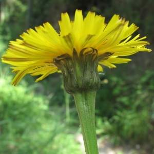 Photographie n°32273 du taxon Leontodon hispidus subsp. hispidus