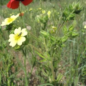 Photographie n°32276 du taxon Potentilla recta L. [1753]