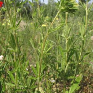 Photographie n°32279 du taxon Potentilla recta L. [1753]