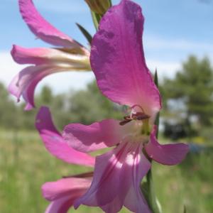 Photographie n°32280 du taxon Gladiolus italicus Mill. [1768]